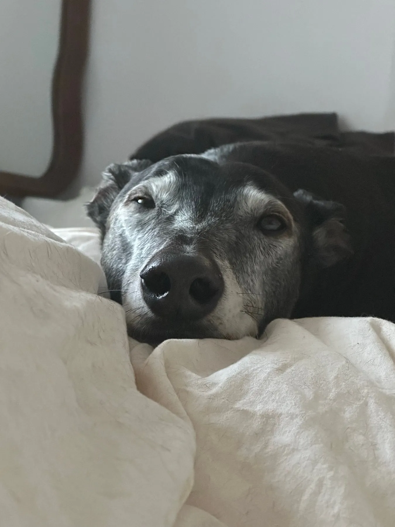 Benji the greyhound resting comfortably in bed